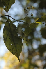 Ocotea psychotrioides