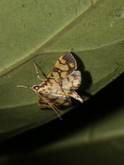 Lygropia distorta