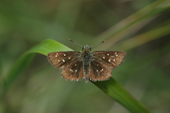 Piruna gyrans