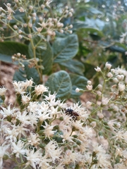 Cephalotrigona eburneiventer