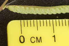 Paspalum denticulatum