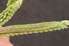 Paspalum denticulatum