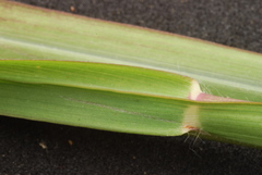 Paspalum denticulatum