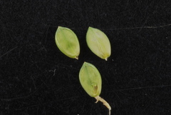 Paspalum denticulatum