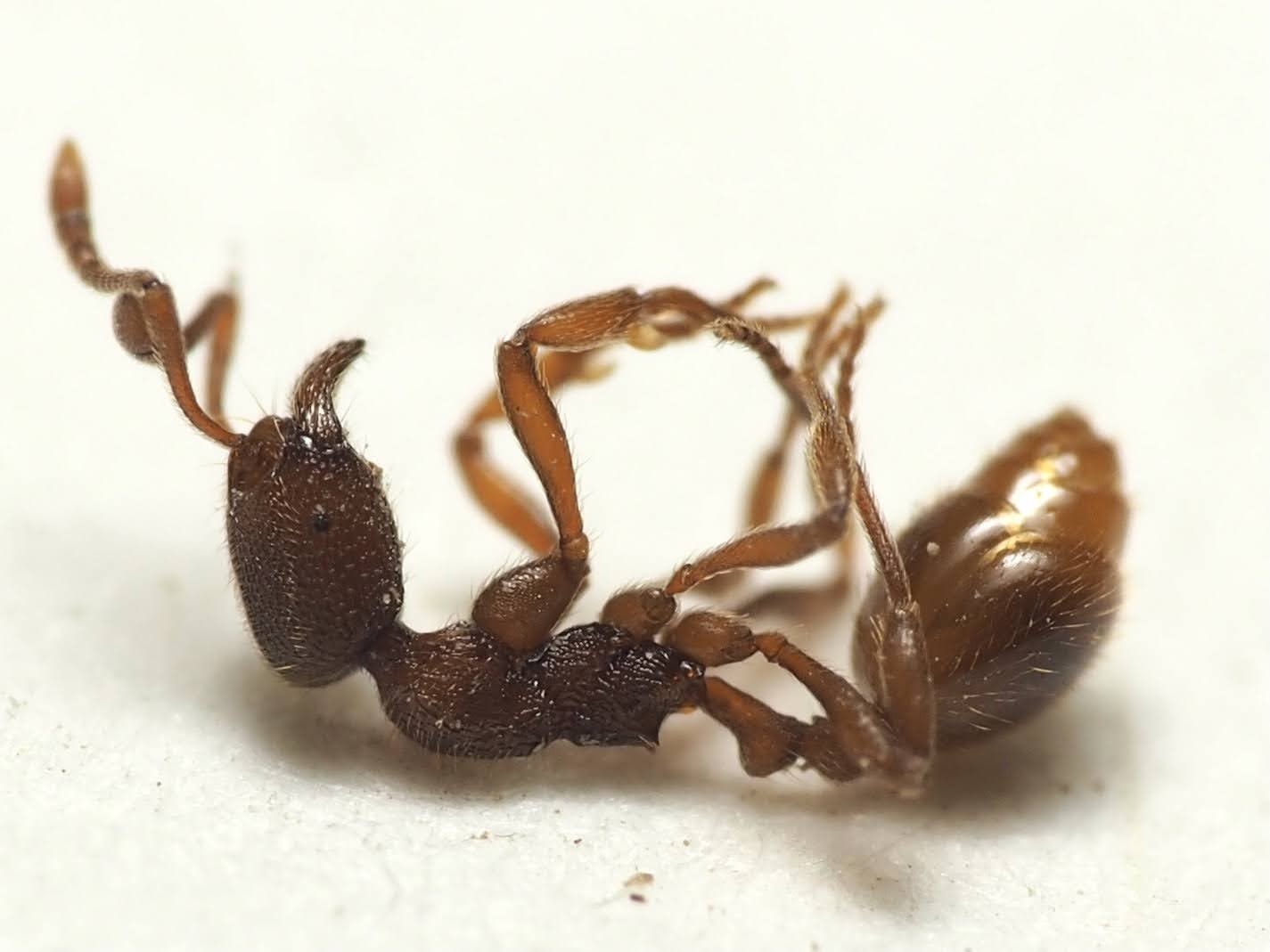 Stenamma schmittii