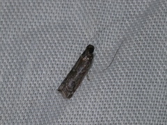 Ectomyelois ceratoniae