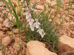 Teucrium pseudochamaepitys