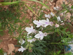 Teucrium pseudochamaepitys