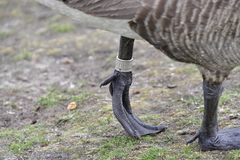 Branta canadensis