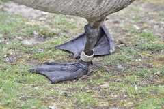 Branta canadensis