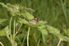 Piruna gyrans