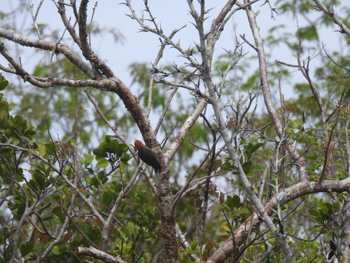 Cozumel Woodpecker