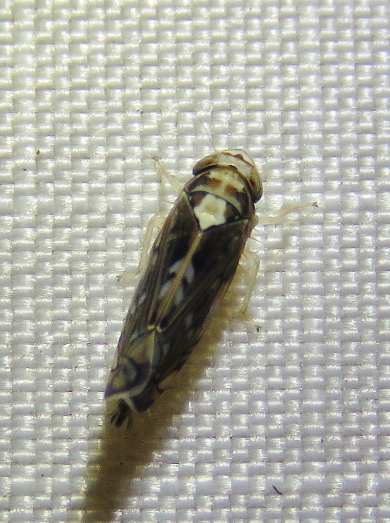 Scaphoideus pullus