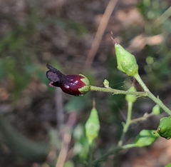 Scrophularia atrata