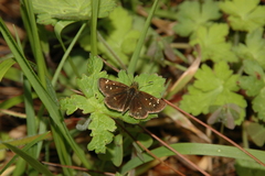 Piruna gyrans