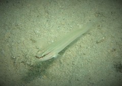 Amblygobius nocturnus