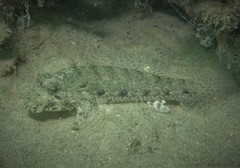 Macrodontogobius wilburi