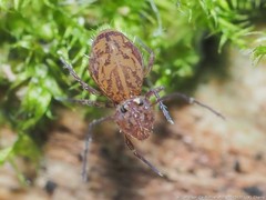 Ptenothrix marmorata