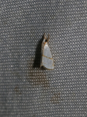 Pseudargyria interruptella