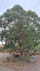 Eucalyptus baueriana thalassina