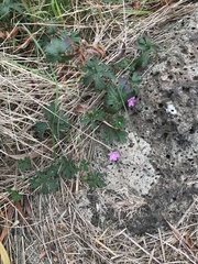 Geranium