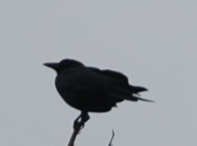 Corvus brachyrhynchos