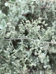 Magnoliopsida