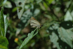Piruna gyrans
