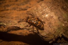 Episcaphula tamburinea