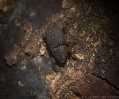 Poropterus variabilis