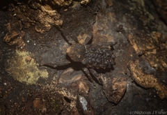 Poropterus variabilis