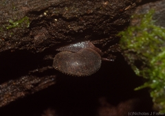 Ramogenia challengeri