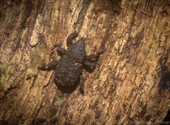 Poropterus variabilis