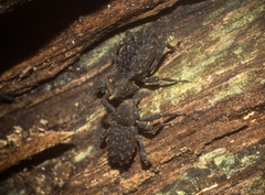 Poropterus variabilis