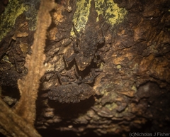 Poropterus variabilis