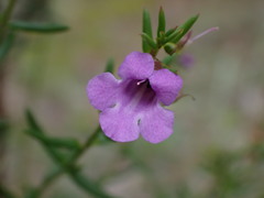 Prostanthera scutellarioides