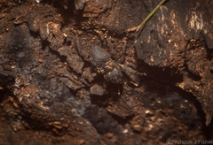 Methidrysis afflicta