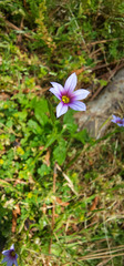 Sisyrinchium rosulatum