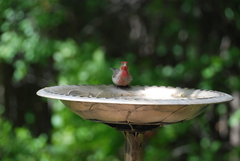 Haemorhous mexicanus