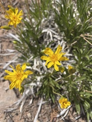 Stenotus armerioides