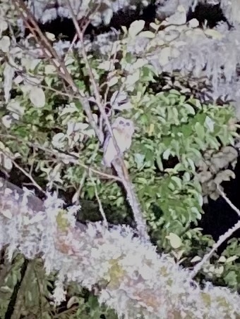Unspotted Saw-whet Owl (Aegolius ridgwayi), photo 10