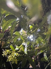 Epidendrum lagenocolumna