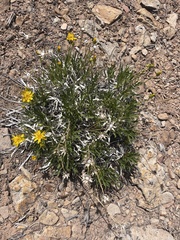 Stenotus armerioides