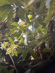 Epidendrum lagenocolumna