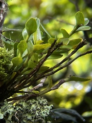 Epidendrum lagenocolumna