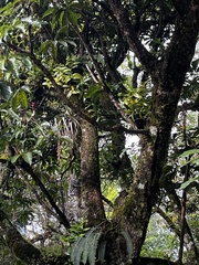 Epidendrum lagenocolumna