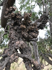 Acacia melanoxylon