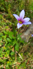 Sisyrinchium rosulatum