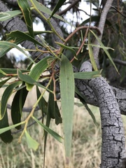 Acacia melanoxylon