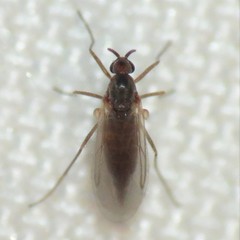 Lestremiinae
